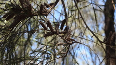 Melaleuca densispicata