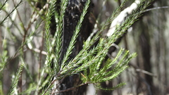 Melaleuca densispicata