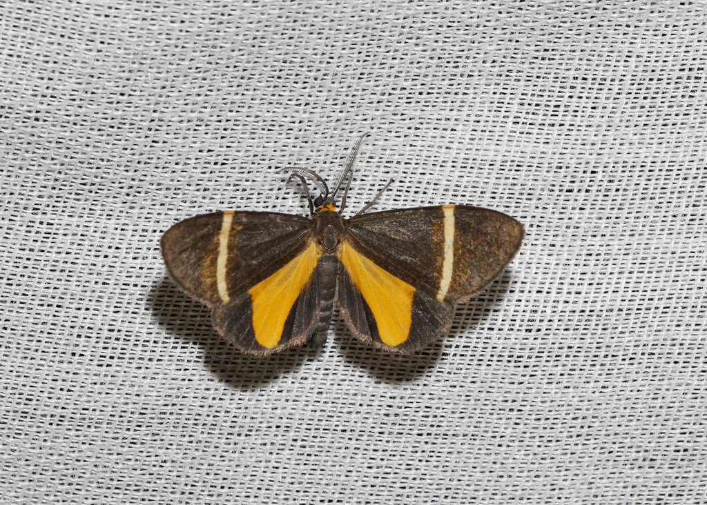 Euchlaenidia