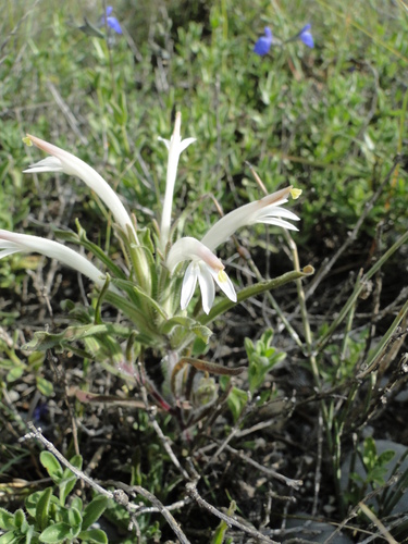 Image of Castilleja mexicana by (c) Leticia Jiménez Hernández, some rights reserved (CC BY-SA)