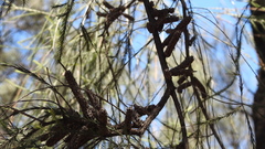 Melaleuca densispicata