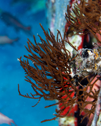 Black coral