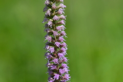 Liatris spicata spicata