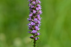 Liatris spicata spicata