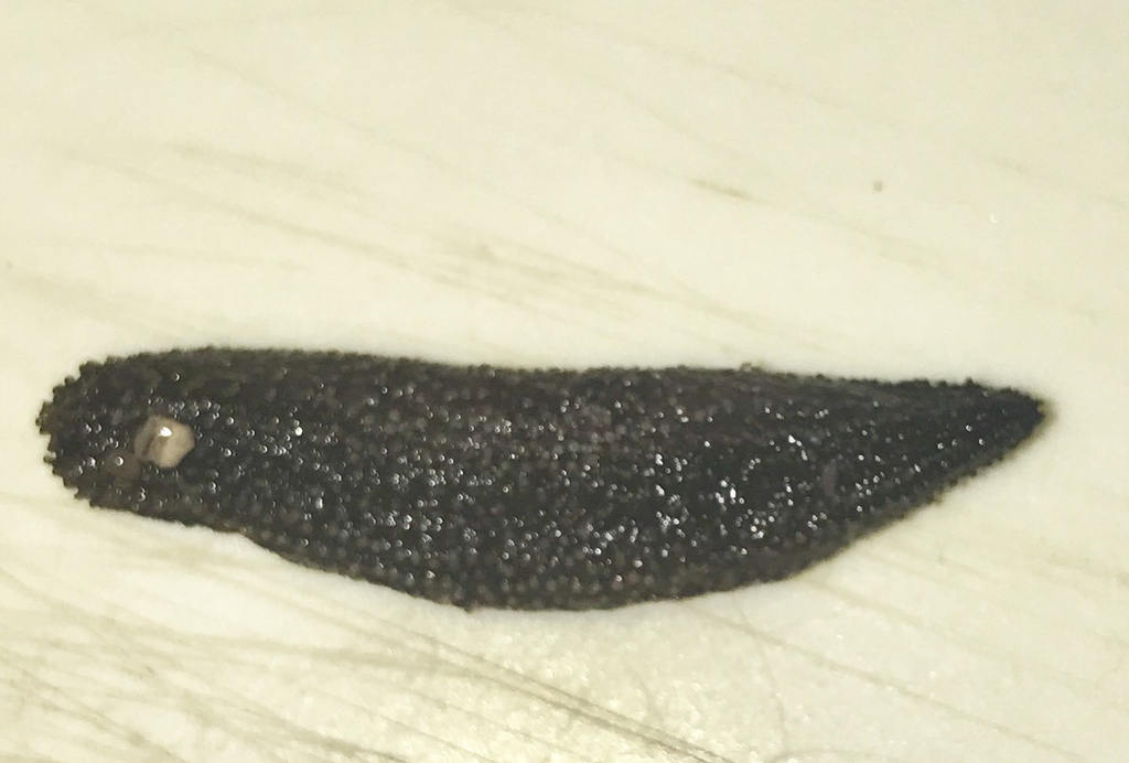 Neopentamera