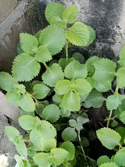 Coleus amboinicus