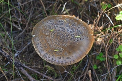 Amanita nothofagi