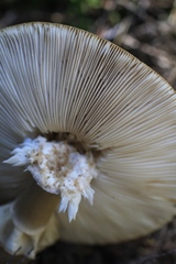 Amanita nothofagi