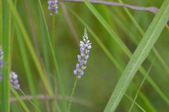 Polygala ambigua