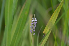 Polygala ambigua