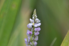 Polygala ambigua