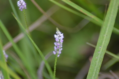 Polygala ambigua