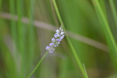 Polygala ambigua