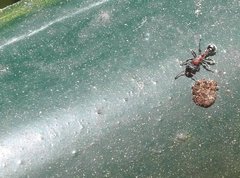 Stictoponera bicolor