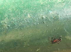 Stictoponera bicolor