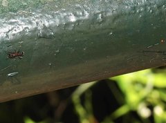 Stictoponera bicolor