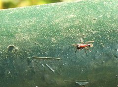 Stictoponera bicolor