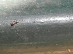 Stictoponera bicolor