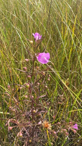 slender false foxglove