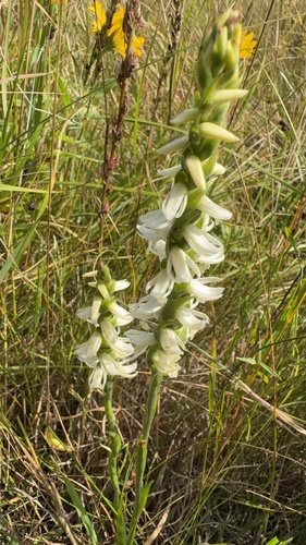 Great Plains Ladies' Tresses