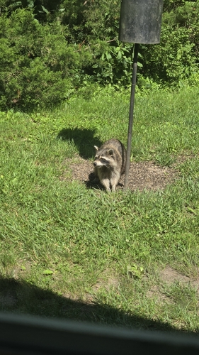 Common Raccoon photographed in Kansas