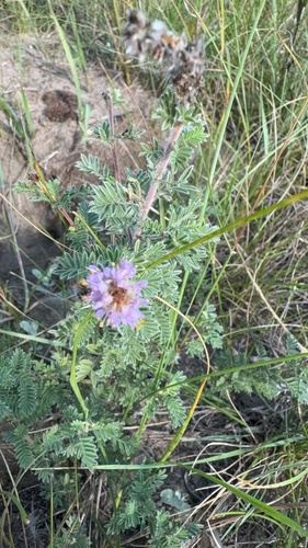 Silky Prairie Clover