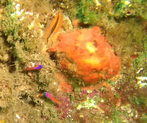 Lythrypnus dalli
