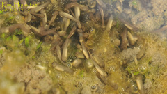 Pelophylax chosenicus