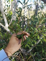 Morella cerifera image
