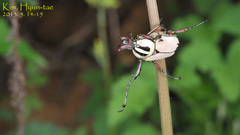 Dicronocephalus adamsi