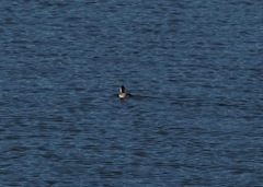Podiceps auritus