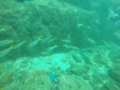 Mulloidichthys dentatus