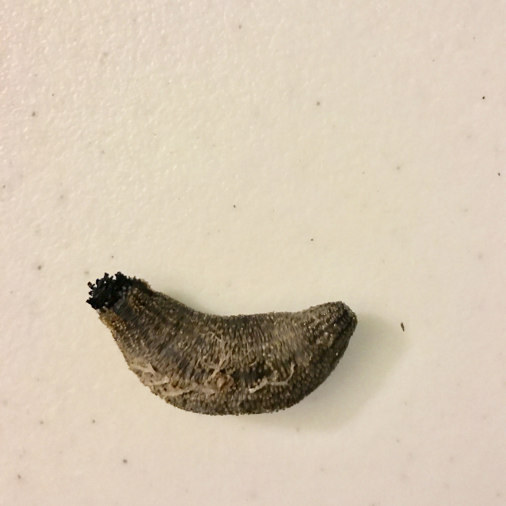 Neocucumis veleronis