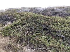 Arctostaphylos cruzensis