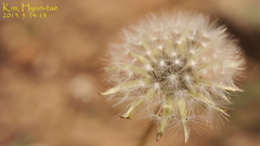 Taraxacum coreanum