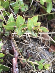 Arctostaphylos cruzensis