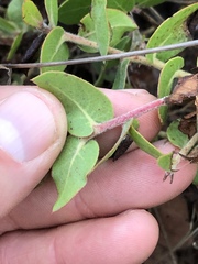 Arctostaphylos cruzensis
