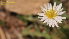 Taraxacum coreanum
