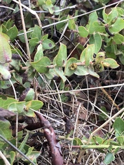 Arctostaphylos cruzensis