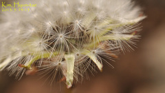 Taraxacum coreanum