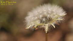 Taraxacum coreanum