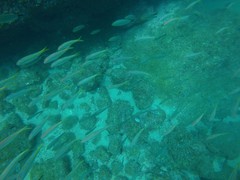 Mulloidichthys dentatus