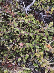 Arctostaphylos hookeri hearstiorum