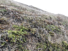 Arctostaphylos hookeri hearstiorum