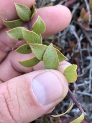 Arctostaphylos hookeri hearstiorum