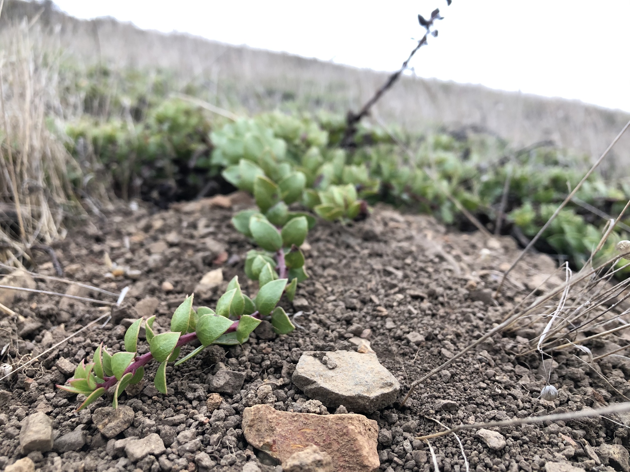 Arctostaphylos hookeri ssp. hearstiorum