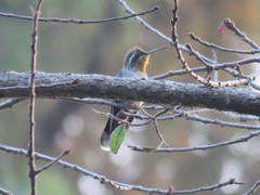 Lampornis