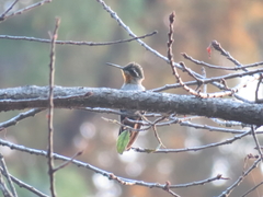 Lampornis