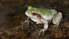 Hyla japonica