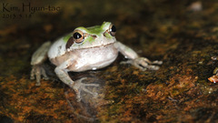 Hyla japonica